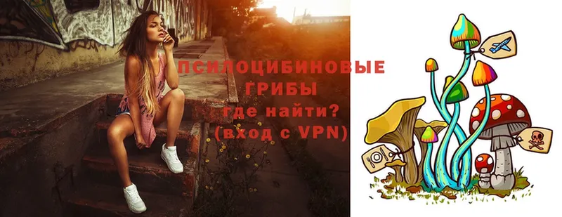 купить   Ряжск  Псилоцибиновые грибы Psilocybine cubensis 